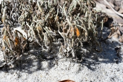 Selaginella arenicola