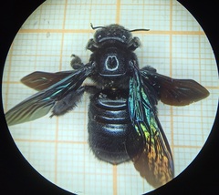 Xylocopa tranquebarorum