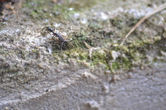Odontomachus ruginodis