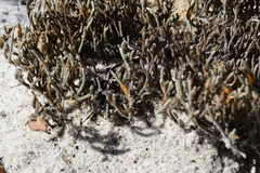 Selaginella arenicola