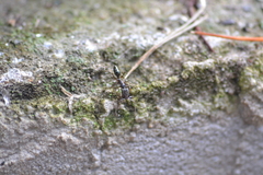 Odontomachus ruginodis