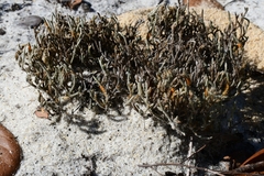 Selaginella arenicola