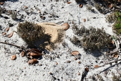 Selaginella arenicola