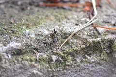 Odontomachus ruginodis