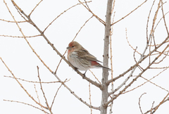 Carpodacus roseus