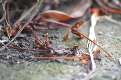 Odontomachus ruginodis