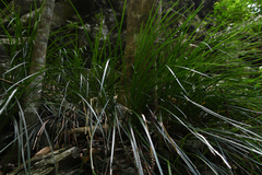 Liriope graminifolia
