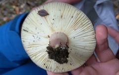 Russula nothofaginea