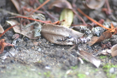 Odontomachus ruginodis