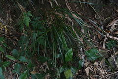 Liriope graminifolia