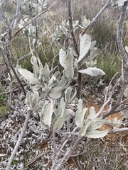 Eriodictyon tomentosum