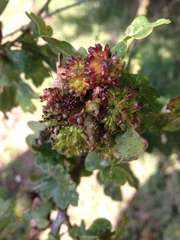 Andricus grossulariae