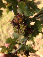 Andricus grossulariae