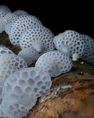Favolaschia nipponica
