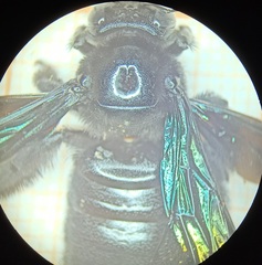 Xylocopa tranquebarorum