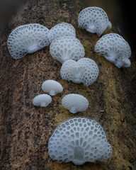 Favolaschia nipponica