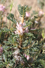 Astragalus parnassi calabricus