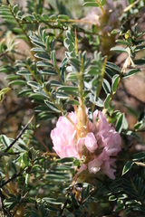 Astragalus parnassi calabricus