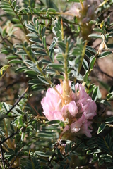 Astragalus parnassi calabricus