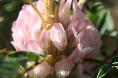 Astragalus parnassi calabricus