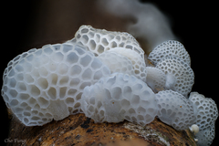 Favolaschia nipponica