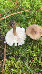 Melanoleuca
