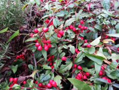 Cotoneaster glabratus