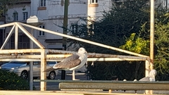 Larus fuscus