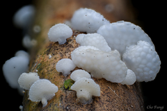 Favolaschia nipponica