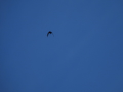 Pteropus seychellensis seychellensis