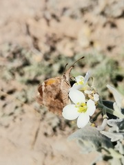 Libytheana carinenta mexicana