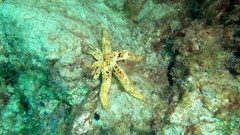 Coscinasterias tenuispina