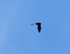 Pteropus seychellensis seychellensis