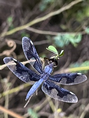 Palpopleura portia