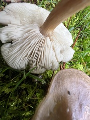 Melanoleuca