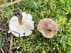 Melanoleuca