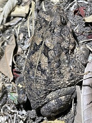 Sclerophrys maculata