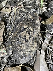 Sclerophrys maculata