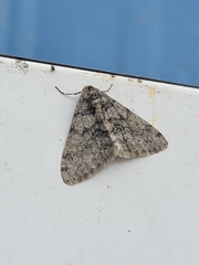 Phigalia denticulata