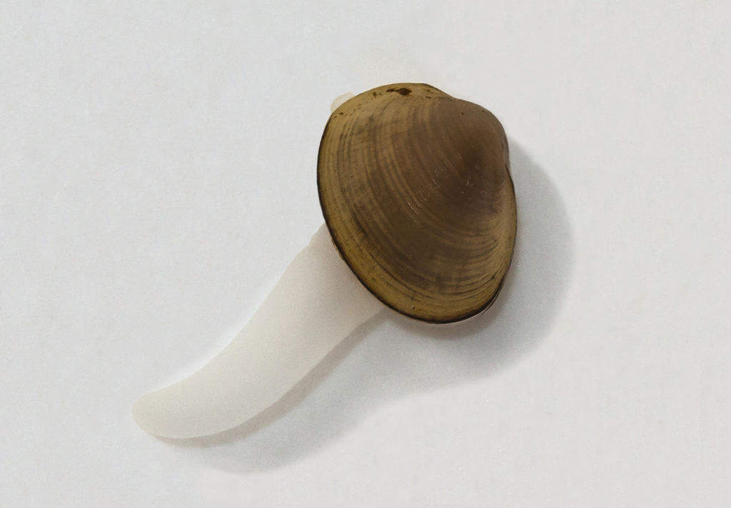 Pisidium