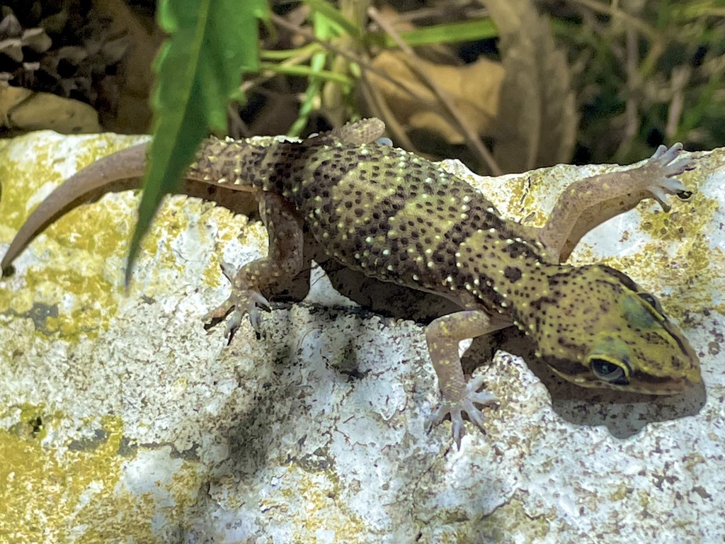 White-Tubercled Half-Toed Gecko