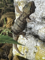 Hemidactylus albituberculatus