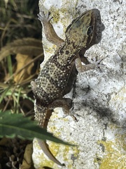 Hemidactylus albituberculatus