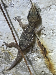Hemidactylus albituberculatus