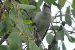 Pericrocotus divaricatus