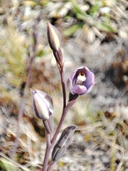 Thelymitra hatchii