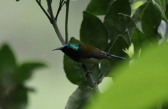 Aethopyga christinae