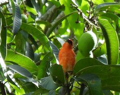 Foudia madagascariensis