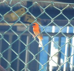 Foudia madagascariensis