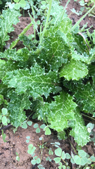 Carduus pycnocephalus